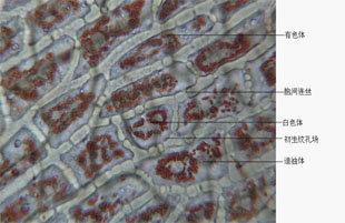 红辣椒果皮细胞图图片