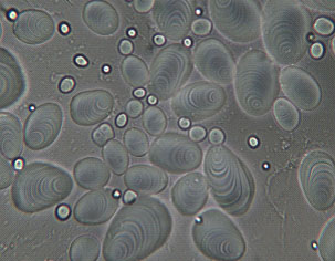 马铃薯淀粉粒细胞图片